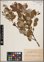 Foto von Salix caprea L.